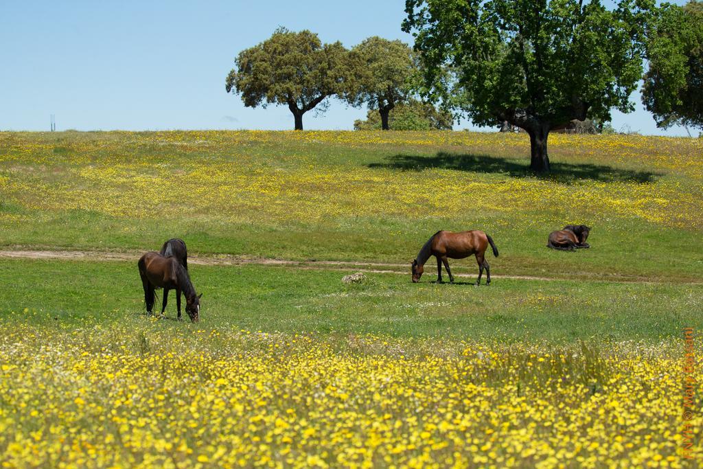 Eco-Lodge En La Reserva Privada Campanarios De Azaba - Proyecto De Conservacion Espeja Luaran gambar