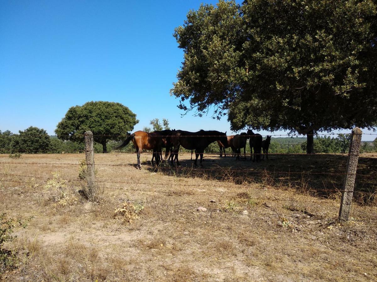 Eco-Lodge En La Reserva Privada Campanarios De Azaba - Proyecto De Conservacion Espeja Luaran gambar